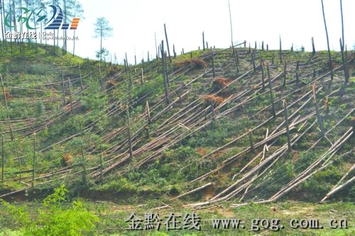 九龙岭林场最新天气预报全面解析